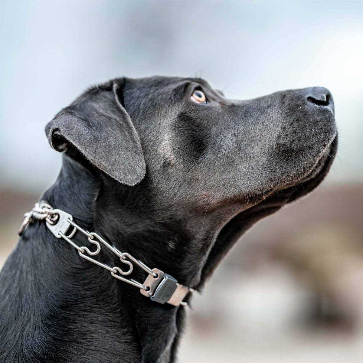 Stainless Steel Quick Release Buckle for Dog Collar E98685