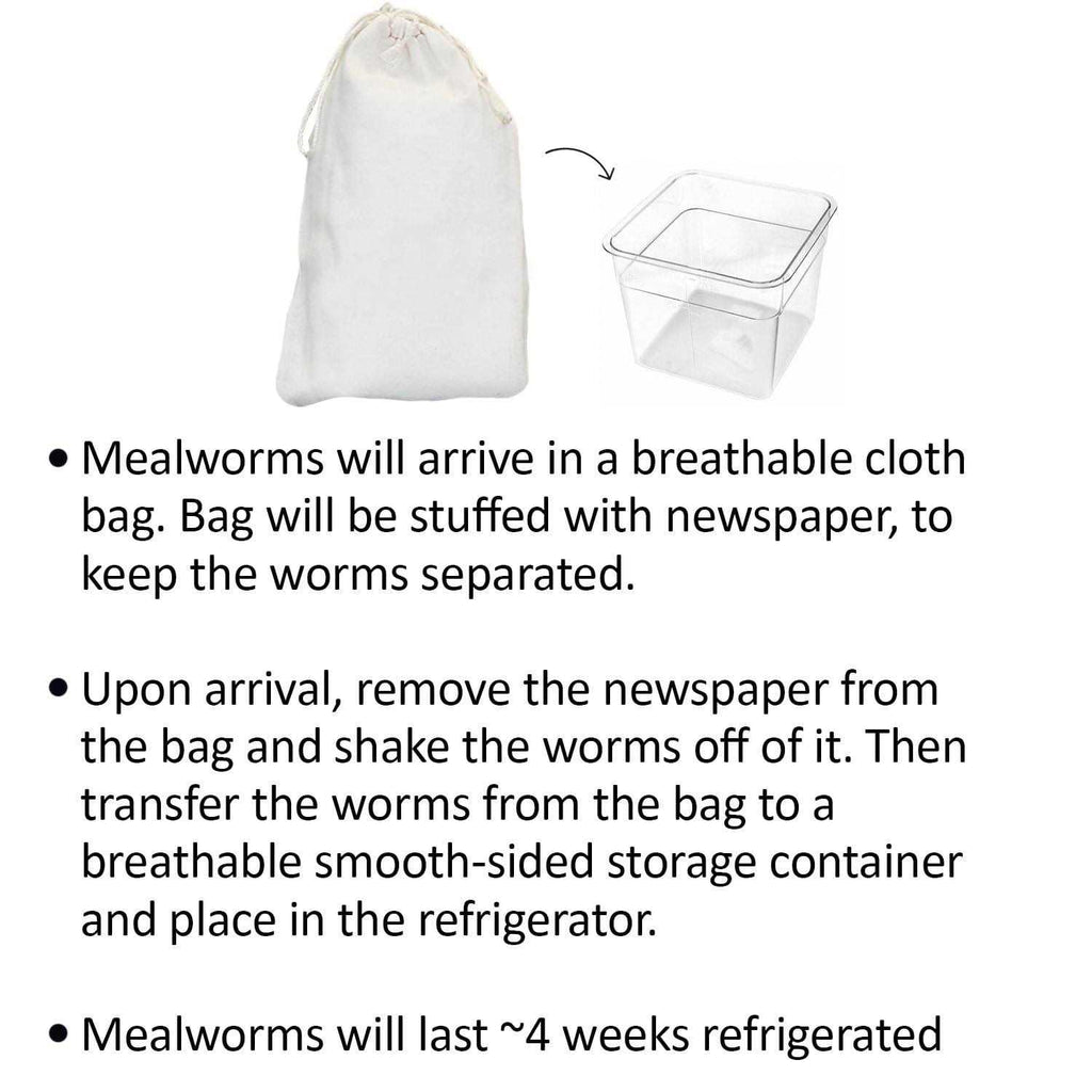 Mealworm Breeder Kit N46258