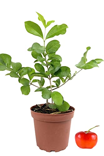 Barbados Cherry Tree Live Plant in 4 Inch Grower's Pot Edible Fruit Bearing Tree Y2092