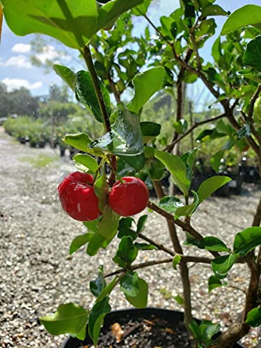 Barbados Cherry Tree Live Plant in 4 Inch Grower's Pot Edible Fruit Bearing Tree Y2092