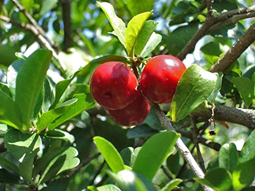Barbados Cherry Tree Live Plant in 4 Inch Grower's Pot Edible Fruit Bearing Tree Y2092