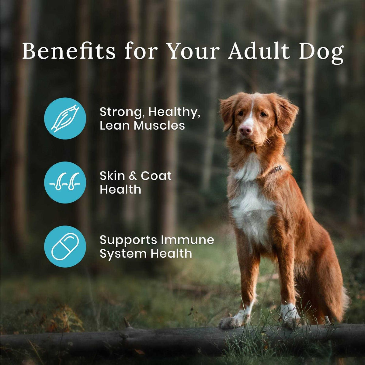 Blue Buffalo Wilderness Dog Food R459545