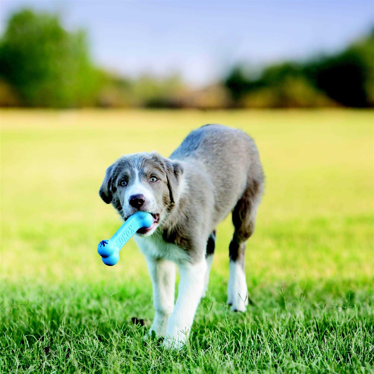 Puppy Toy C93756