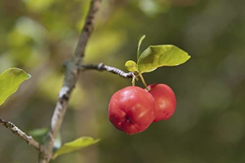 Barbados Cherry Tree Live Plant in 4 Inch Grower's Pot Edible Fruit Bearing Tree Y2092