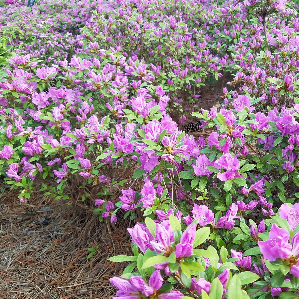 Purple Flowering Shrub (2 Gallon) R123769