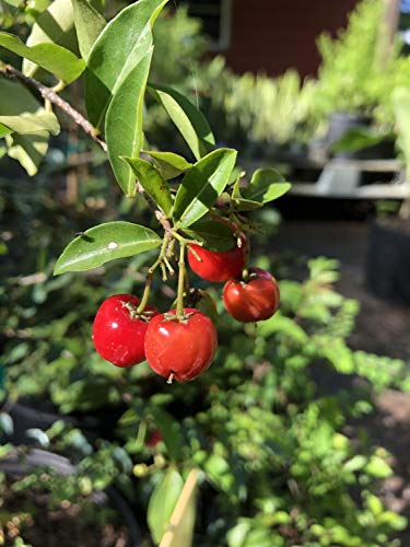 Barbados Cherry Tree Live Plant in 4 Inch Grower's Pot Edible Fruit Bearing Tree Y2092