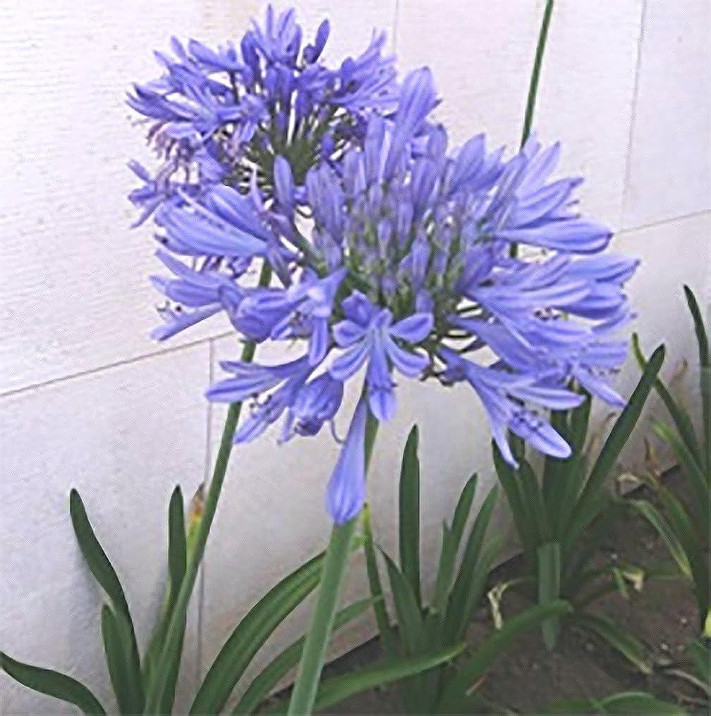Blue Bare Root Agapanthus Plant Y74986