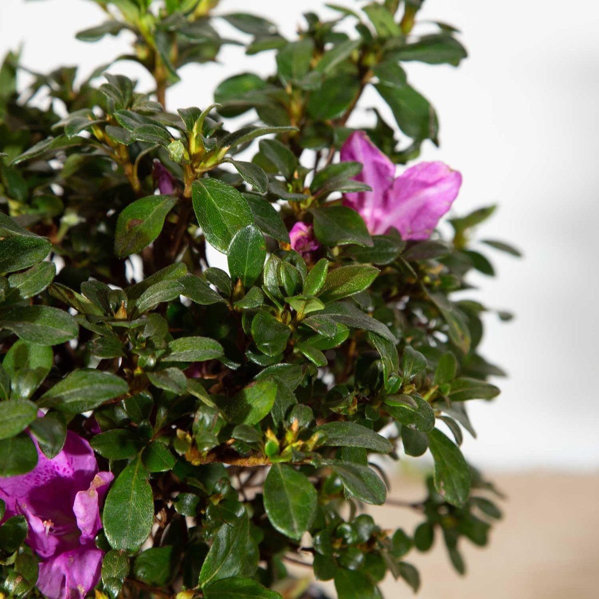 Purple Flowering Shrub (2 Gallon) R123769