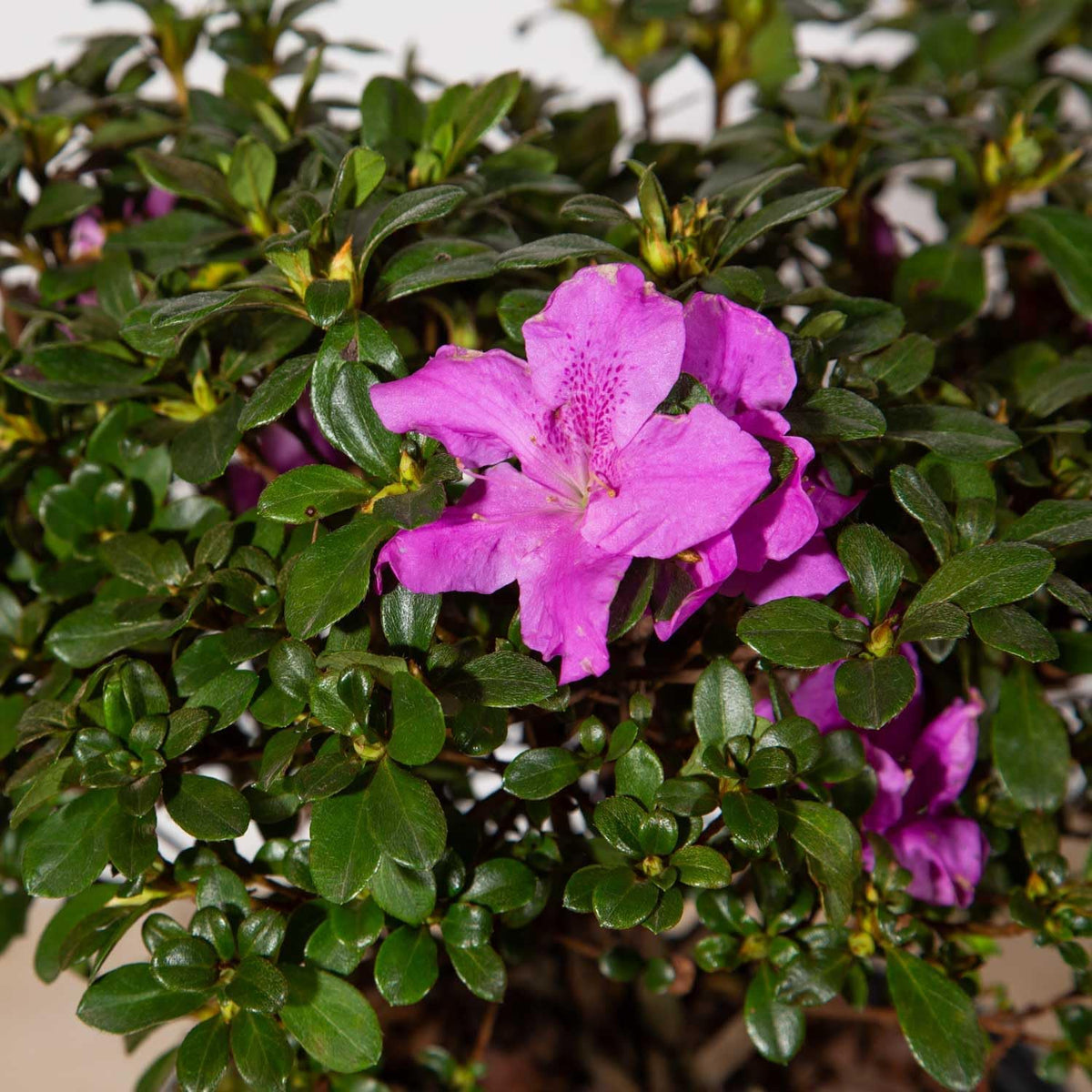 Purple Flowering Shrub (2 Gallon) R123769