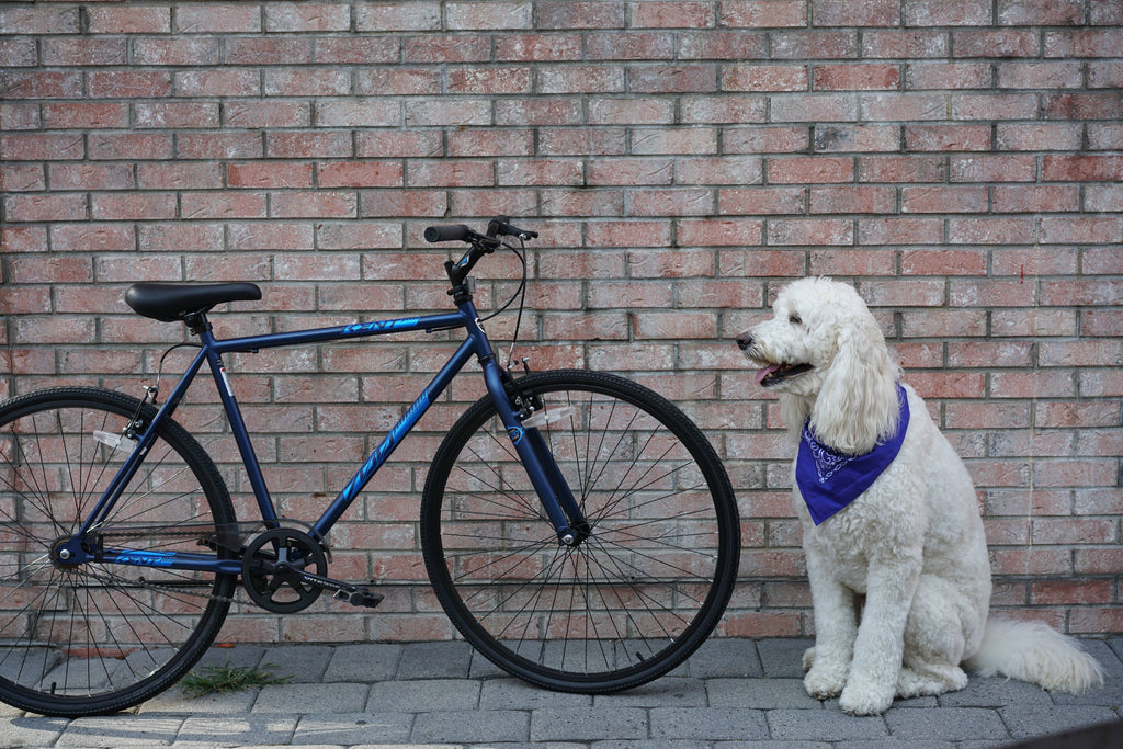Blue 700c Fixie Bike S648