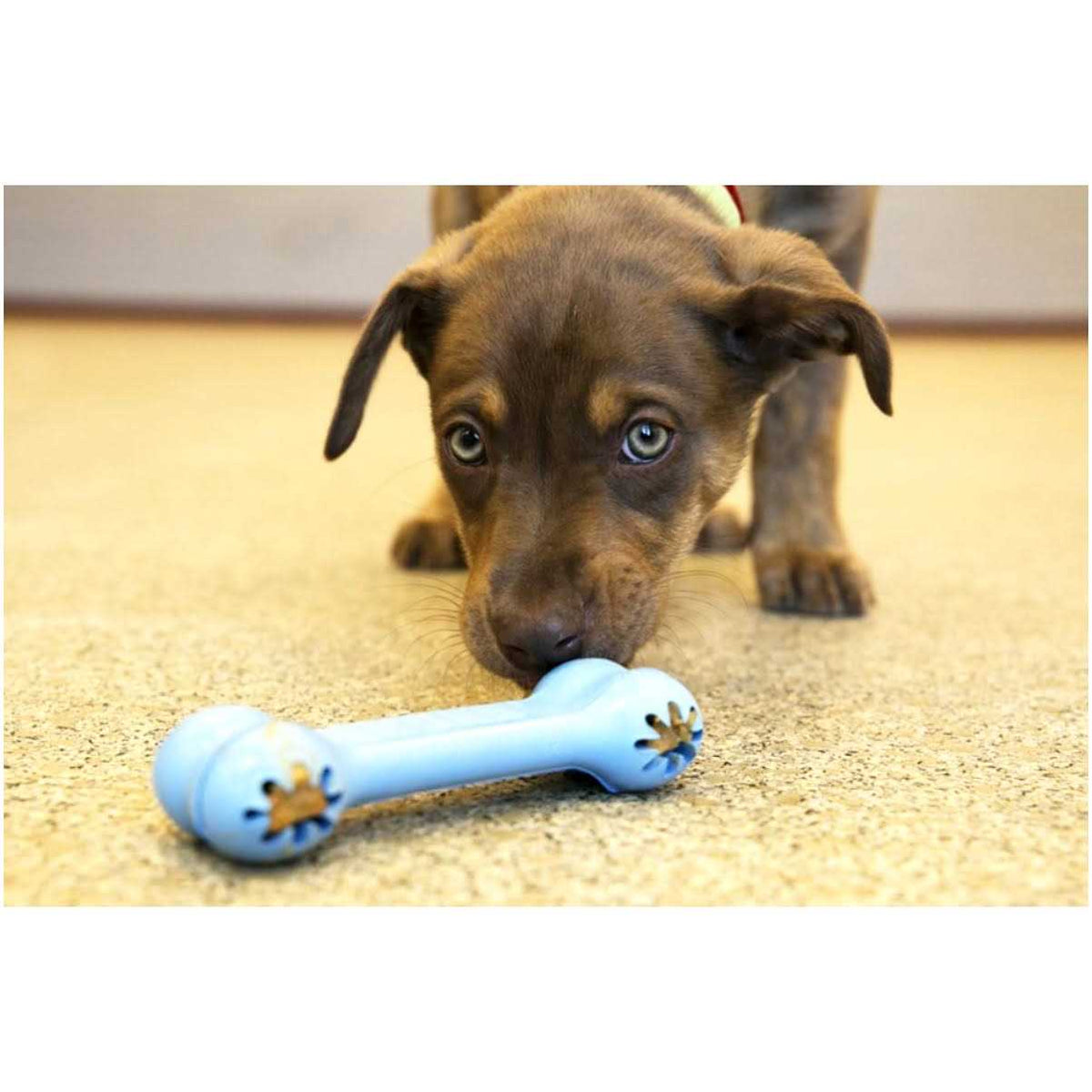Puppy Toy C93756
