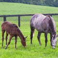 50 lbs Kentucky Bluegrass R154