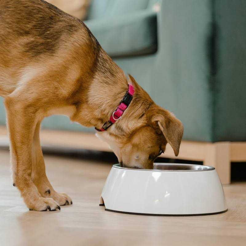 Lamb Rice Vegetable Dog Food U528